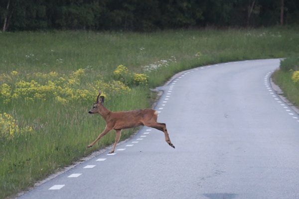 Ree steekt de weg over in de omgeving van Stockholm